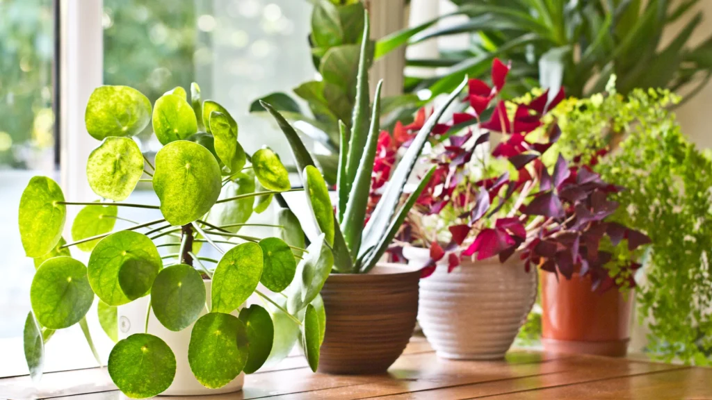 10 Best Indoor Plants to Beautify Your Home Space