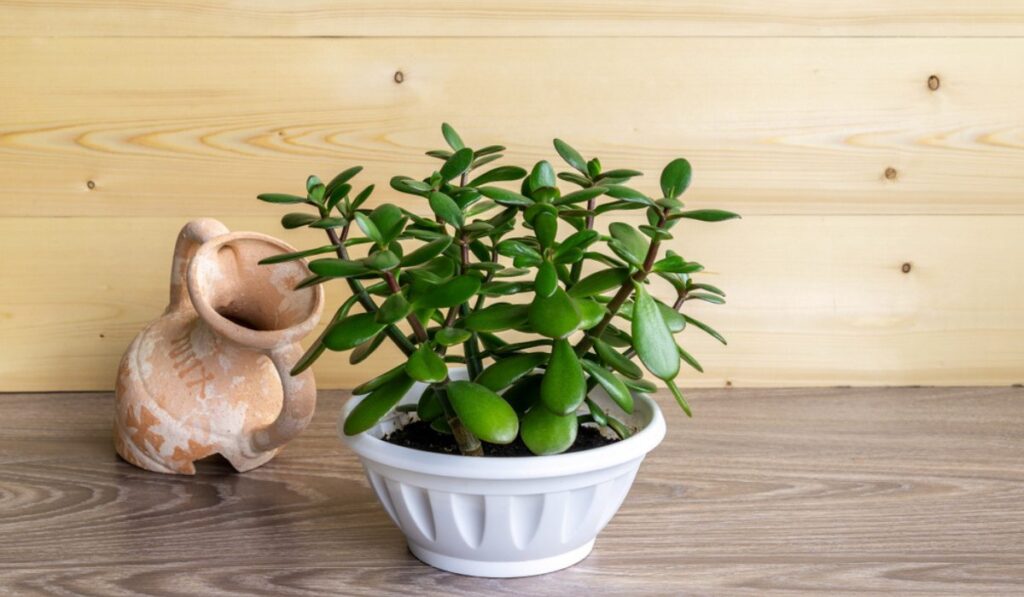Jade Plant one of the best Indoor Plants for air purification 