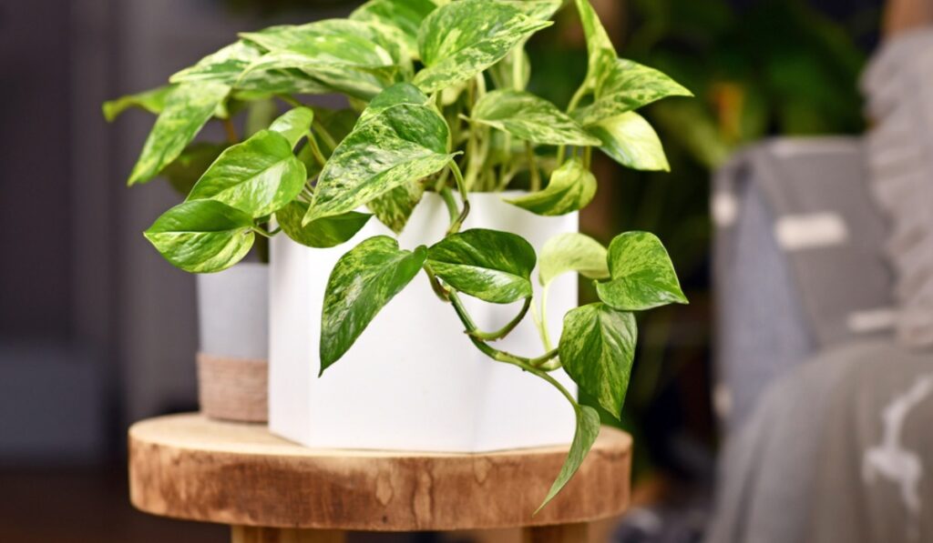 Pothos plant is one of the best Indoor plants to beautfiy your home