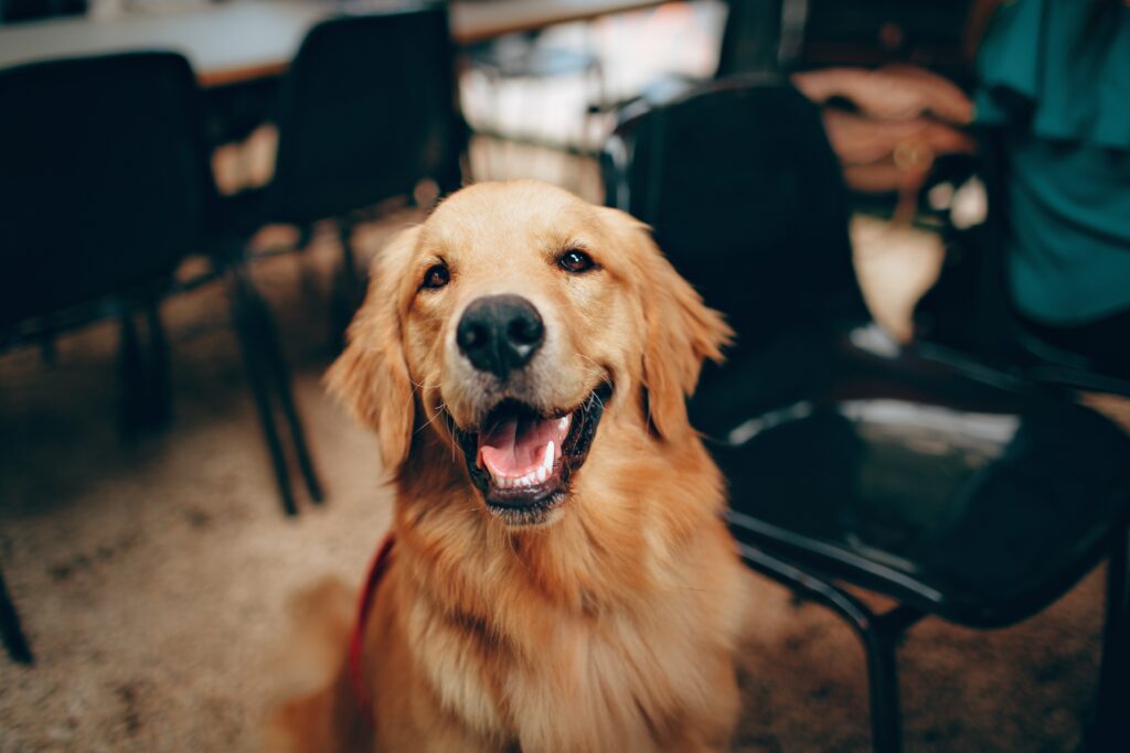 dog intuition
