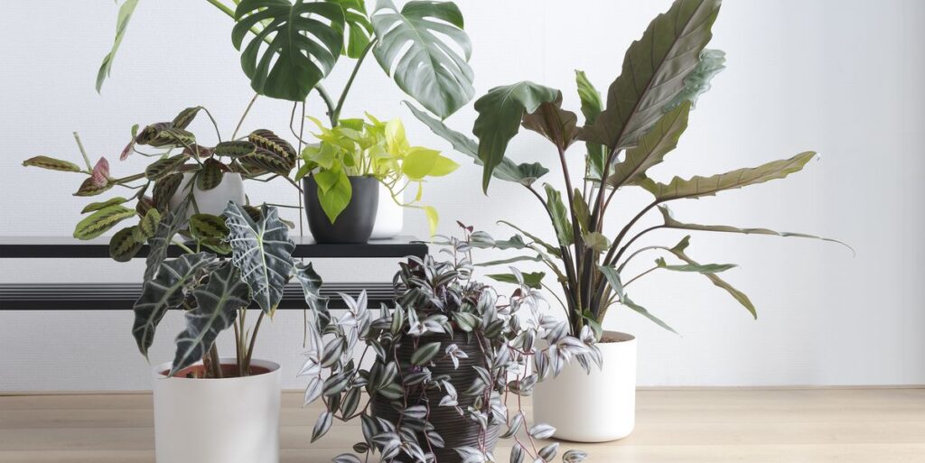 7 Best Websites to Buy Plants Online in India