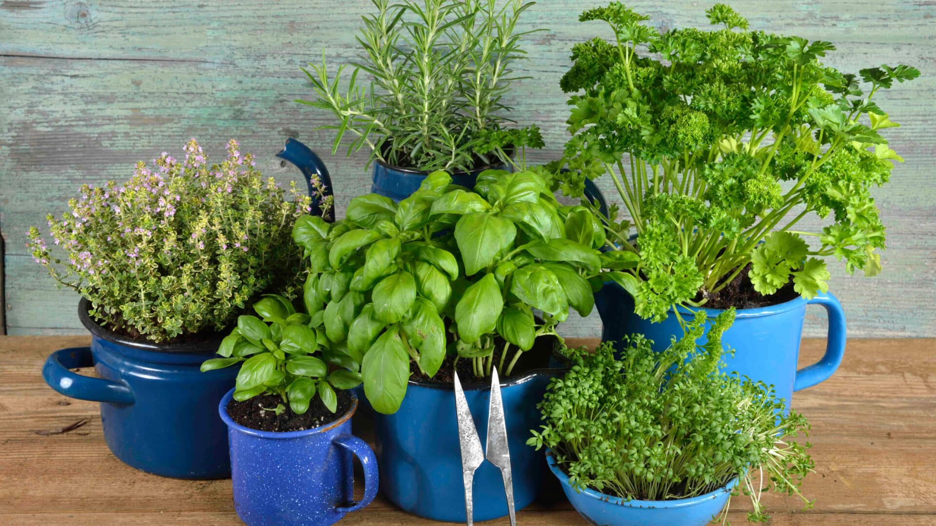 Top 10 Herbs To Grow In Your Beautiful Home