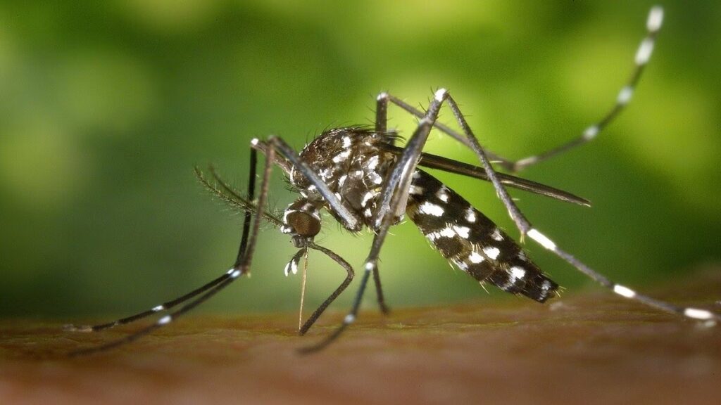 7 Best Ways to Protect Yourself from Dengue