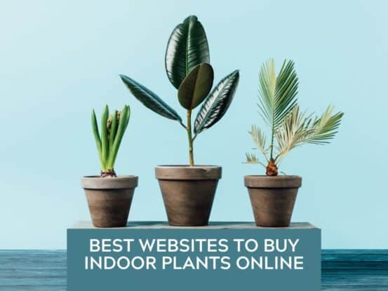 15 Best Websites to Buy Indoor Plants Online for Your Home