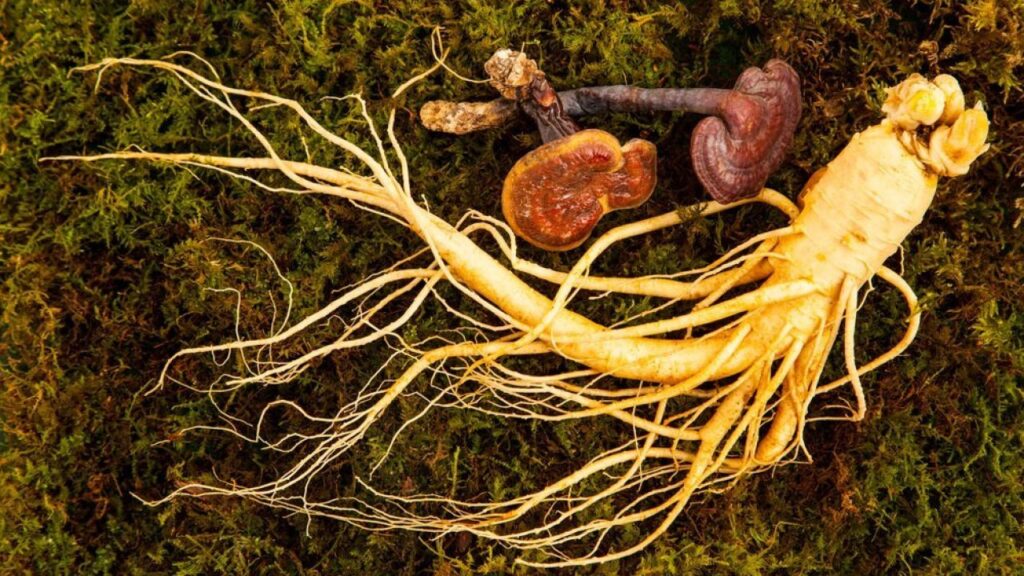 The ABCs of Korean Ginseng: How It Can Transform Your Life